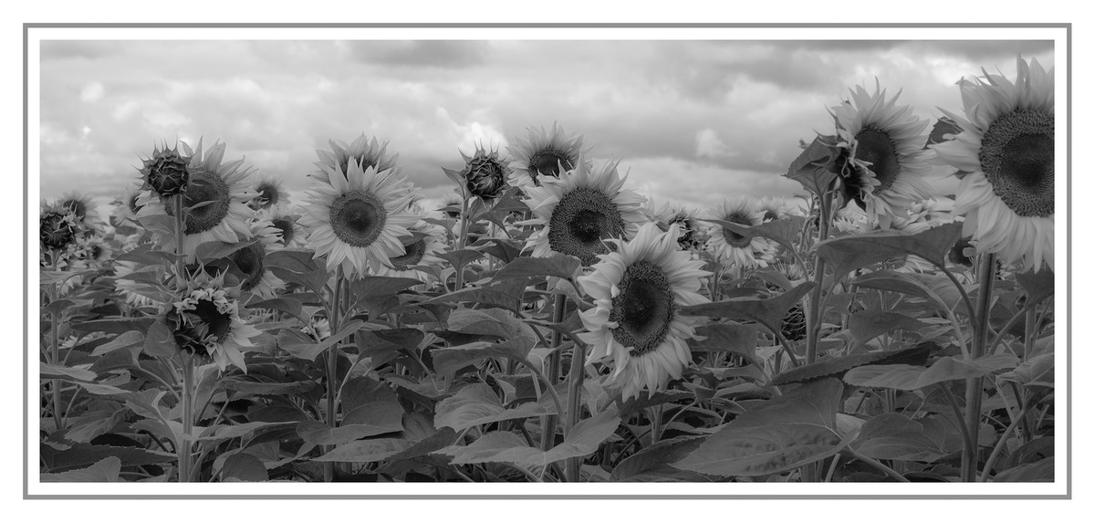 18 Sunflowers mono